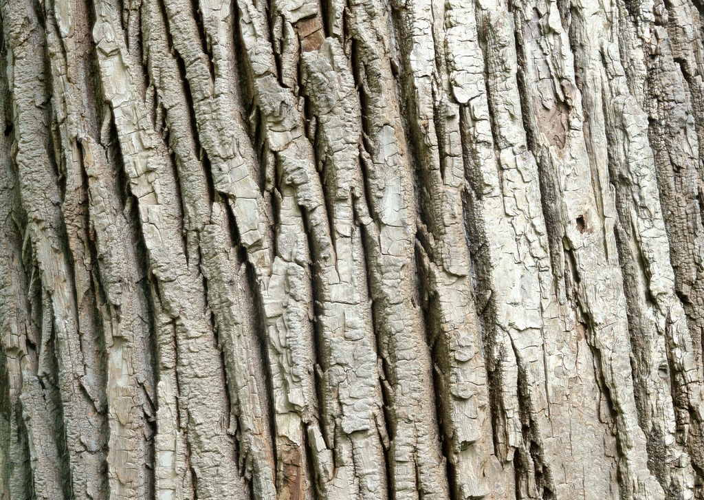構樹樹皮